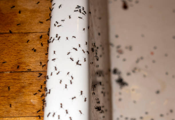 Trusted Whitley City, KY Pest Control Experts