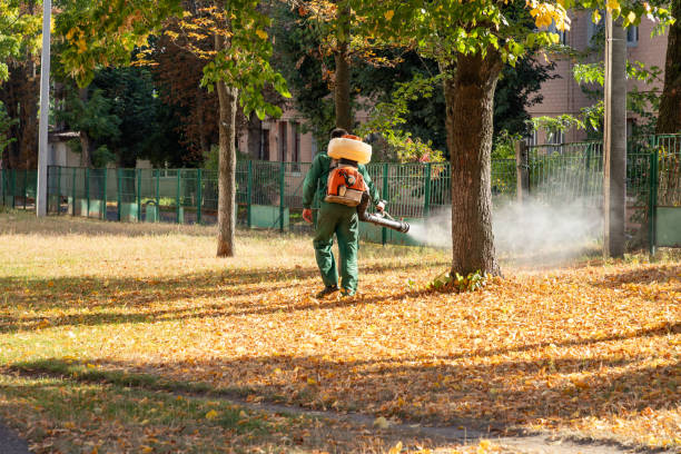 Best Termite Control Services  in Whitley City, KY
